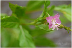 Oenothera rosea